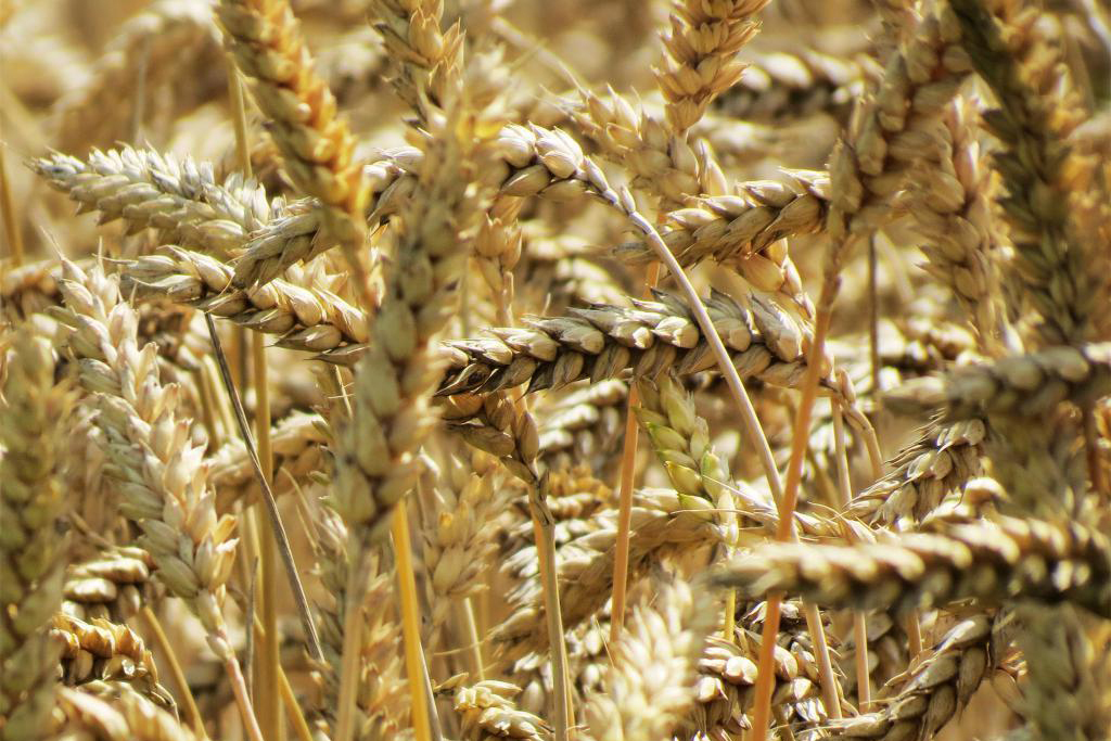 Пшеница 